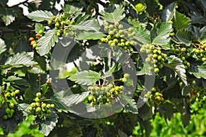 Hawthorn Crataegus submollis Sarg