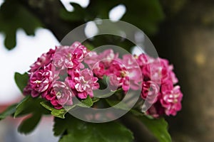 Hawthorn flower