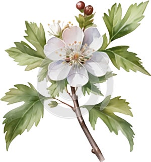 Hawthorn flower, Watercolor painting of a Hawthorn flower. AI-Generated.