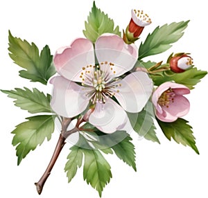 Hawthorn flower, Watercolor painting of a Hawthorn flower. AI-Generated.