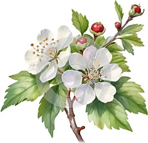 Hawthorn flower, Watercolor painting of a Hawthorn flower. AI-Generated.