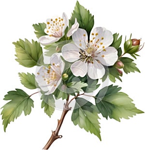 Hawthorn flower, Watercolor painting of a Hawthorn flower. AI-Generated.