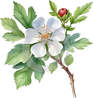 Hawthorn flower, Watercolor painting of a Hawthorn flower. AI-Generated.