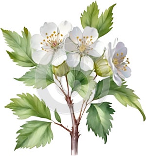 Hawthorn flower, Watercolor painting of a Hawthorn flower. AI-Generated.