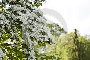 Hawthorn flowers