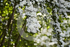 Hawthorn flowers