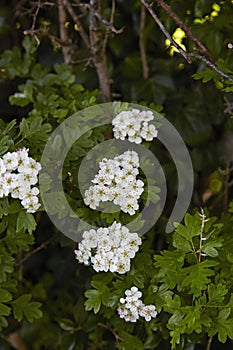 Hawthorn flowers