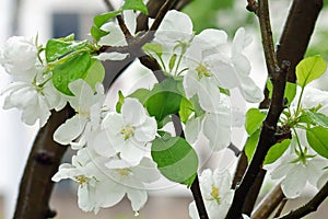 Hawthorn flowers bloom on the branches in April .