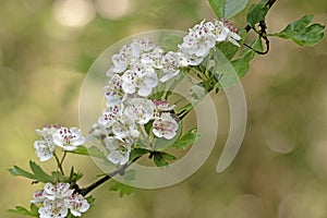 Hawthorn flowers close up image