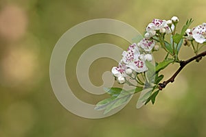 Hawthorn flowers close up image