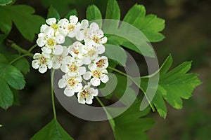 Hawthorn flowers