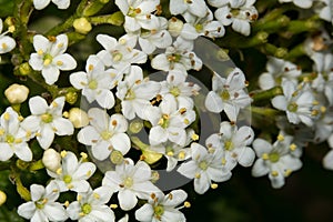 Hawthorn flowers in May in England, uk which heralds the start of summer.