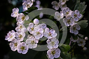 Hawthorn flowers in springtime, close-up