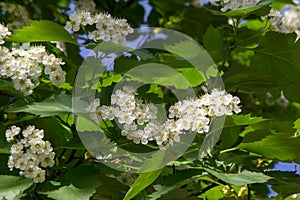 hawthorn flowers. a thorny shrub or tree of the rose family, wit