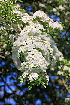 Hawthorn flowers