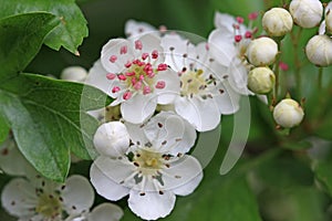 Hawthorn flowers