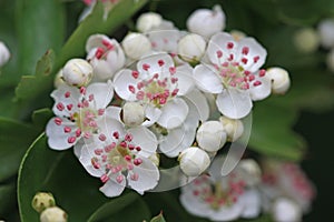 Hawthorn flowers