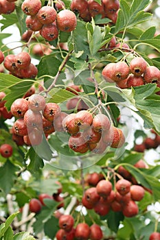 Hawthorn fruits