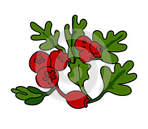 Hawthorn illustration vector isolated