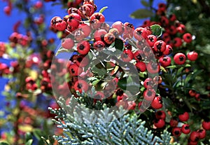 Hawthorn in late autumn with red fruits against a steel blue sky