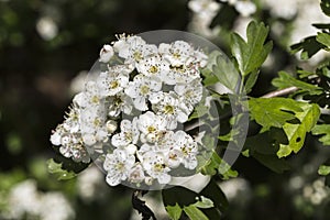 Hawthorn, or may tree (Crataegus) white flowers photo