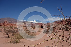 Hawthorn in orange desert - Quebrada de las conchas / shells ravine - cafayate, argentina