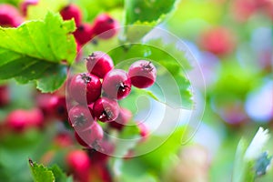 Hawthorn red berries img