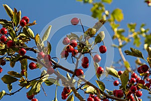 Hawthorn red berries grow on a bush