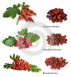 Hawthorn, rowan berry, dogrose