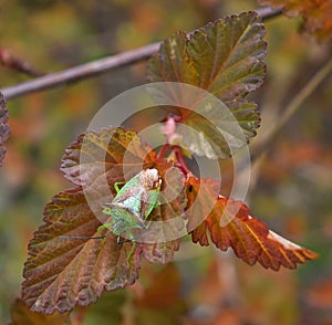 Hawthorn Shield bug