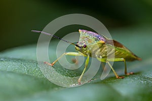 Hawthorn shield bug on a leaf