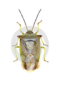 Hawthorn Shield Bug on white Background