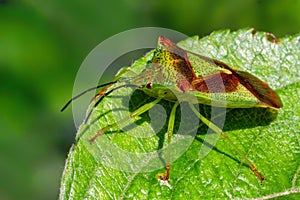 Hawthorn Shieldbug - Acanthosoma haemorrhoidale