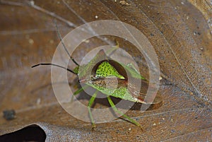 Hawthorn Shieldbug photo