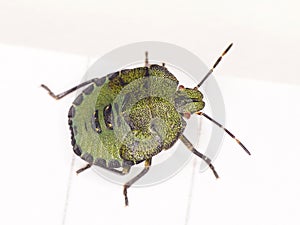 Hawthorn Shieldbug mid Instar nymph against a white background photo
