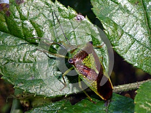 Hawthorn Shieldbug photo