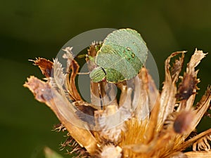 Hawthorn Shieldbug 4th fourth Instar on a brown dried flower photo