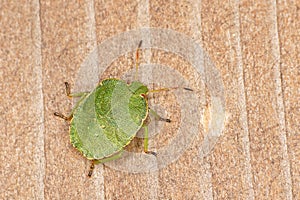Hawthorn Shieldbug 4th fourth Instar on a plain wooden surface photo