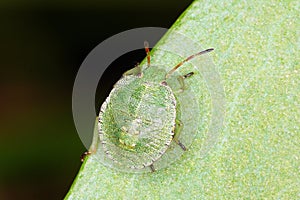 Hawthorn Shieldbug 4th fourth Instar photo