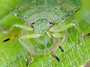 Hawthorn Shieldbug Instar face on macro photo