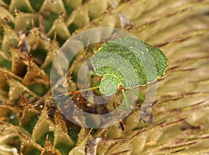 Hawthorn Shieldbug 4th fourth Instar on teasel flower photo