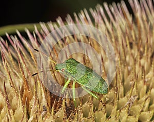 Hawthorn Shieldbug 4th fourth Instar on teasel flower photo