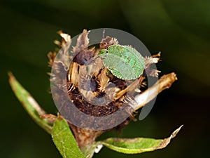 Hawthorn Shieldbug 4th fourth Instar top view photo