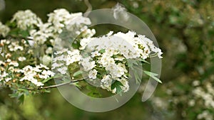 Hawthorn tree blossoming branch with white flowers on a thornapple vegetation.