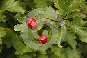 Hawthorn tree or bush, Crataegus monogyna