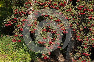 Hawthorn tree (Crataegus oxyacantha)