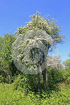 Hawthorn Tree