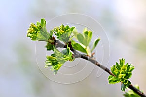 Hawthorn tree leaf detail - Crataegus monogyna photo