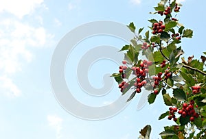 Hawthorn tree with ripe haw berries