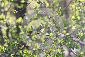 Hawthorn tree spring leaves on twig closeup